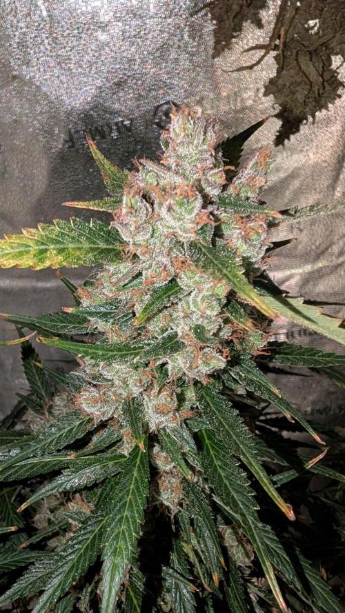 Skywalker OG & Strawberry Gorilla. Week 14