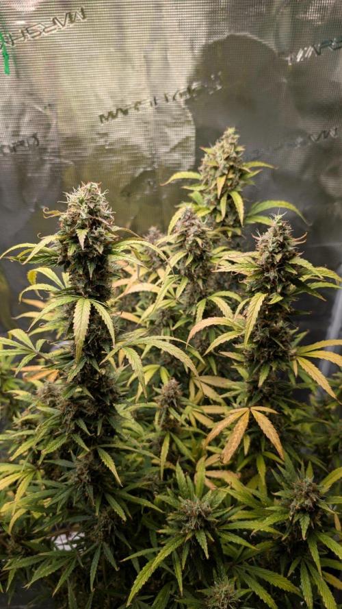Skywalker OG & Strawberry Gorilla. Week 14