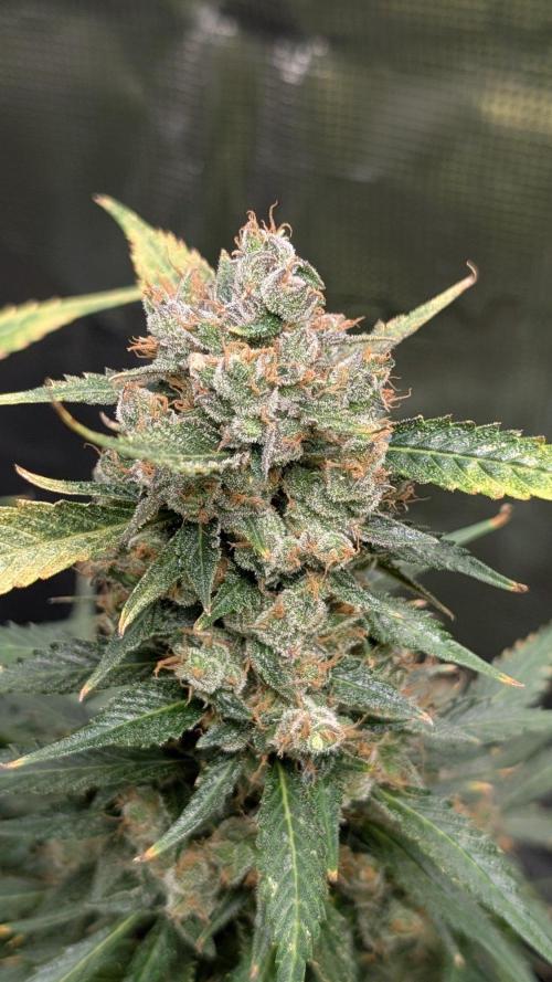 Skywalker OG & Strawberry Gorilla. Week 14