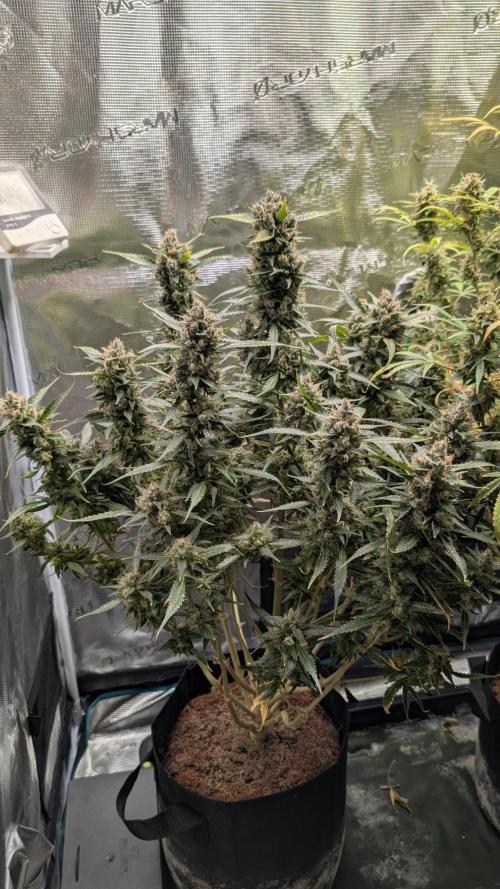 Skywalker OG & Strawberry Gorilla. Week 14