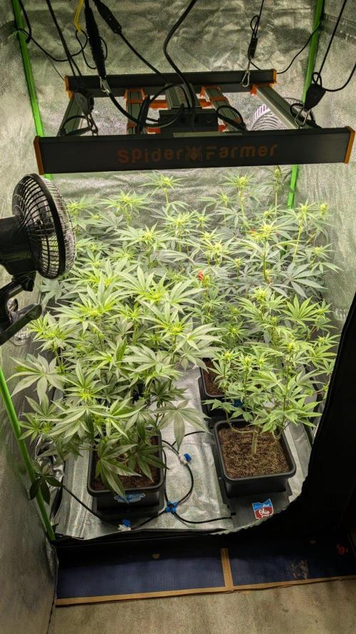 Kit Kat Strut & Pumpty Dumpty. Week 8