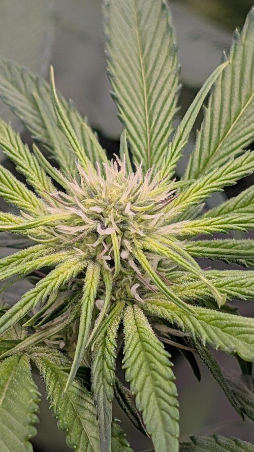 Kit Kat Strut & Pumpty Dumpty. Week 8