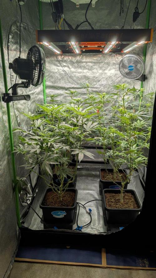 Kit Kat Strut & Pumpty Dumpty. Week 8