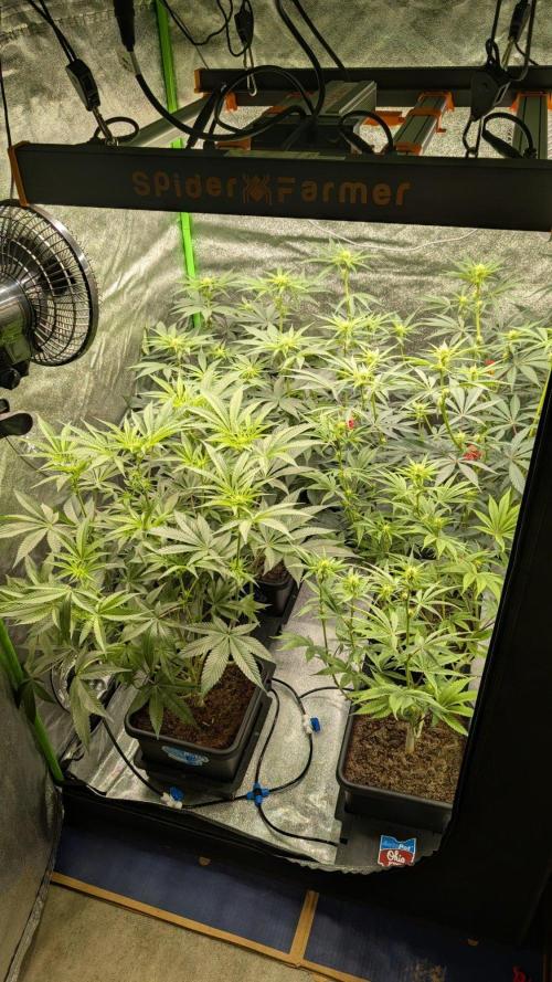 Kit Kat Strut & Pumpty Dumpty. Week 8