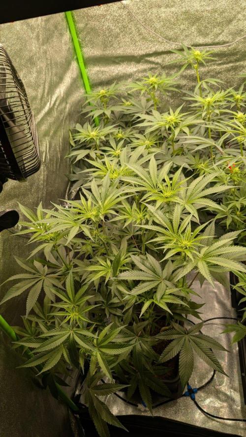 Kit Kat Strut & Pumpty Dumpty. Week 8