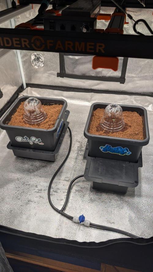 Mulberry Popesicle Auto. Week 1