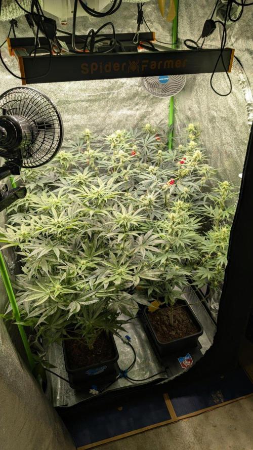 Kit Kat Strut & Pumpty Dumpty. Week 9