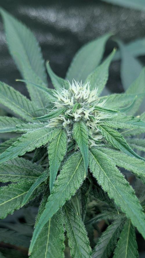 Kit Kat Strut & Pumpty Dumpty. Week 9