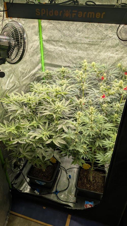Kit Kat Strut & Pumpty Dumpty. Week 9