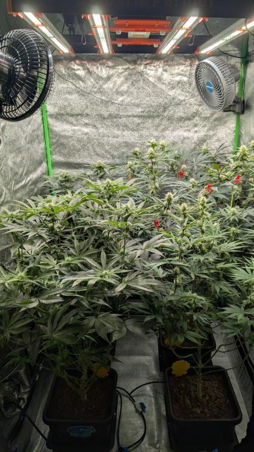 Kit Kat Strut & Pumpty Dumpty. Week 9
