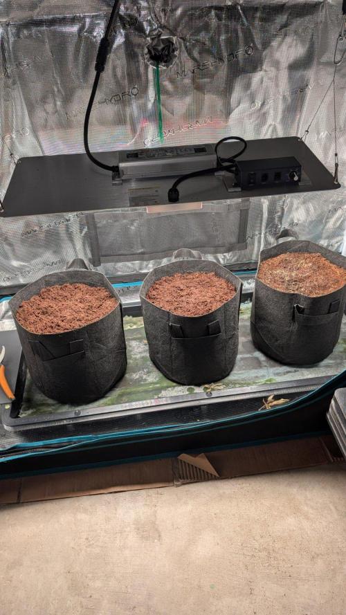 Orion F1 RQS. Week 0