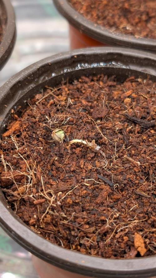 Blue Dream. Week 0
