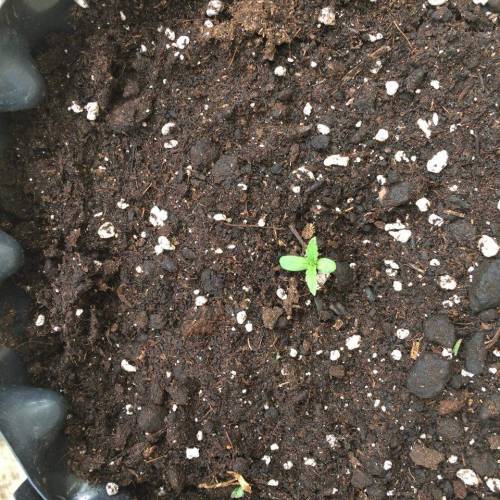 Sweet Seeds Cream Caramel Auto® grow diary (journal) week1 by Grower420