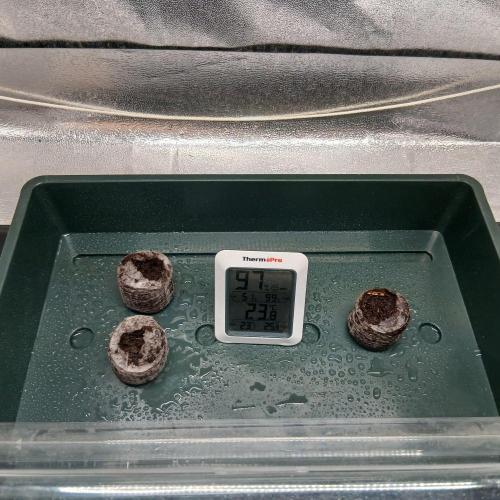 1. Auto grow Fast Buds. Week 0