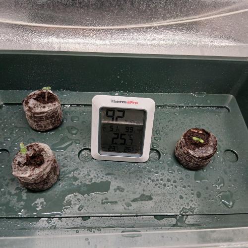 1. Auto grow Fast Buds. Week 0