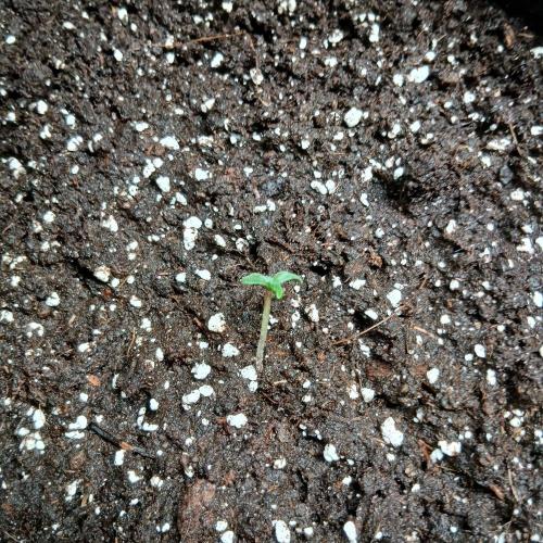 1. Auto grow Fast Buds. Week 0
