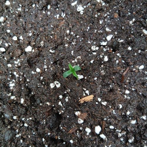 1. Auto grow Fast Buds. Week 0