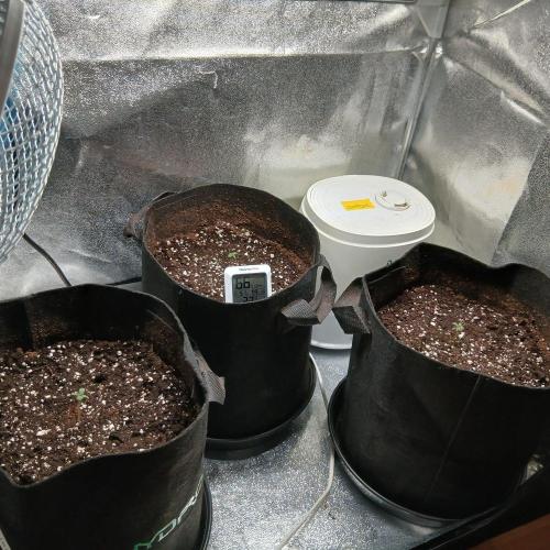 1. Auto grow Fast Buds. Week 0