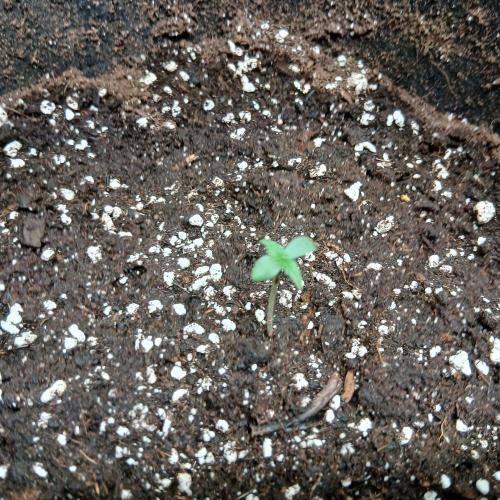 1. Auto grow Fast Buds. Week 0