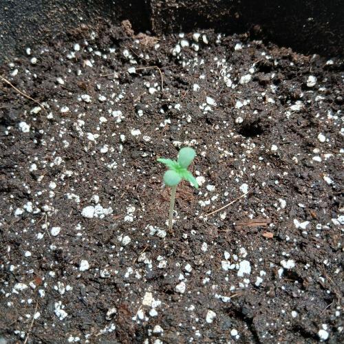1. Auto grow Fast Buds. Week 0