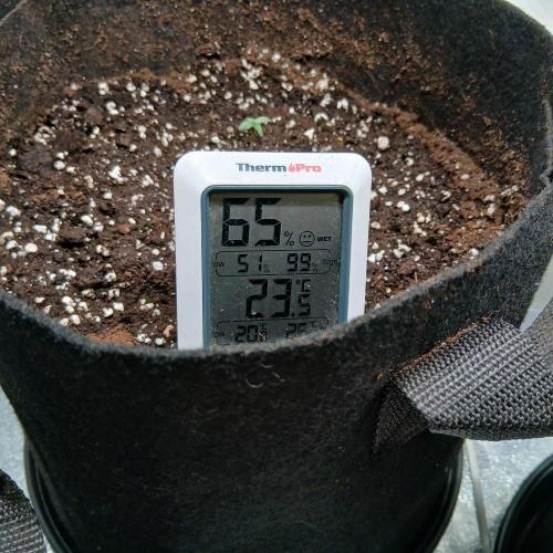 1. Auto grow Fast Buds. Week 0