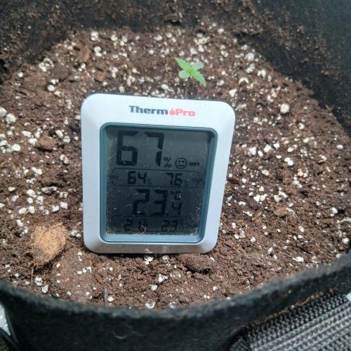 1. Auto grow Fast Buds. Week 1