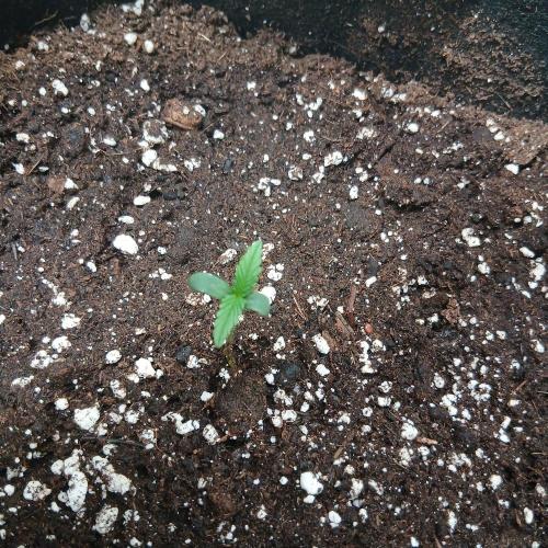 1. Auto grow Fast Buds. Week 1