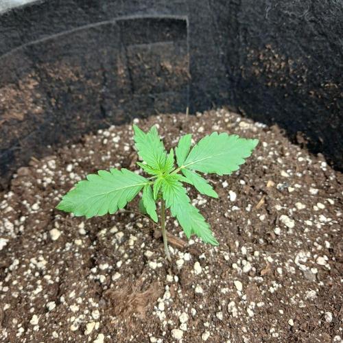 1. Auto grow Fast Buds. Week 2