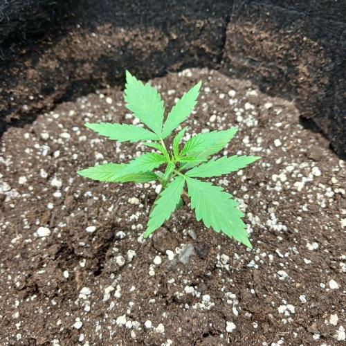 1. Auto grow Fast Buds. Week 2