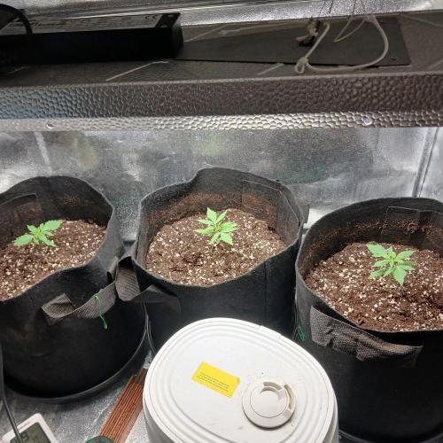 1. Auto grow Fast Buds. Week 2
