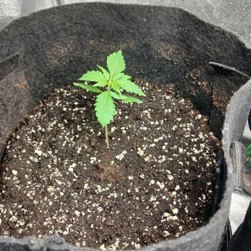 1. Auto grow Fast Buds. Week 2