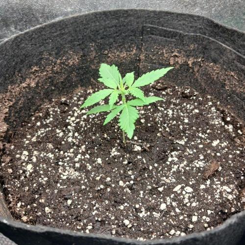 1. Auto grow Fast Buds. Week 2