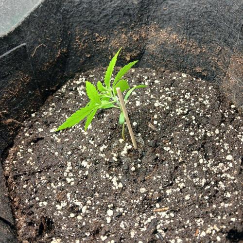 1. Auto grow Fast Buds. Week 2