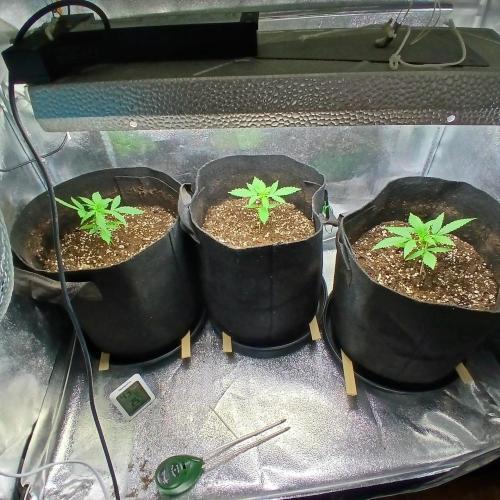 1. Auto grow Fast Buds. Week 2