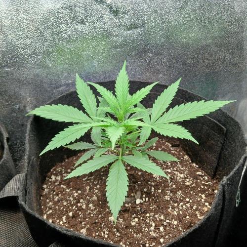 1. Auto grow Fast Buds. Week 3