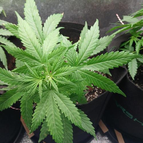 1. Auto grow Fast Buds. Week 4