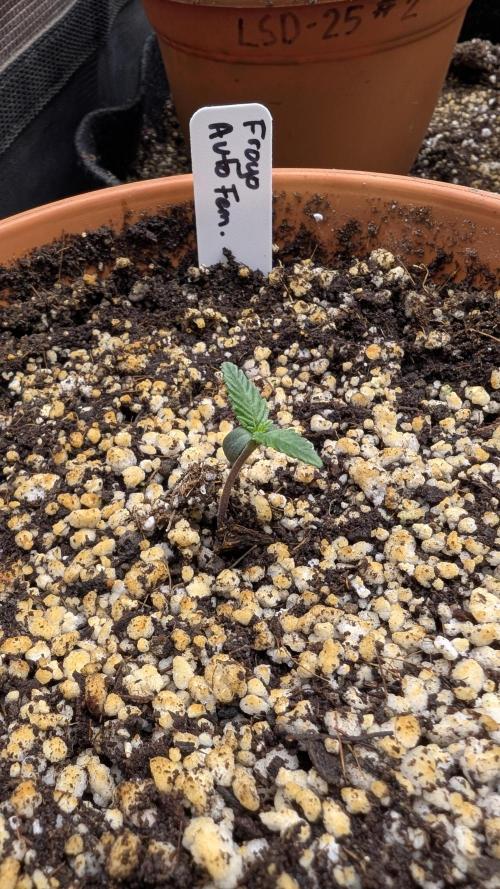 Variety grow: 6x 7gal. Week 0 - D1