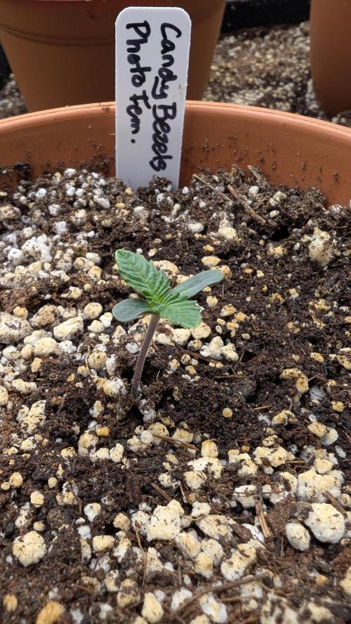 Variety grow: 6x 7gal. Week 0 - D1