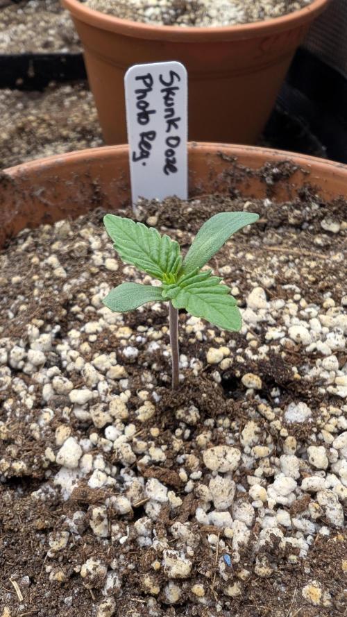 Variety grow: 6x 7gal. Week 0 - D1