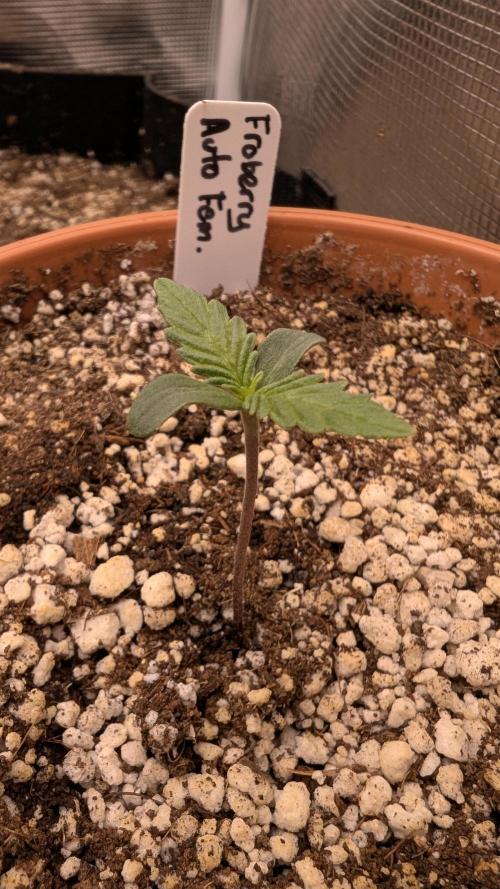 Variety grow: 6x 7gal. Week 0 - D1