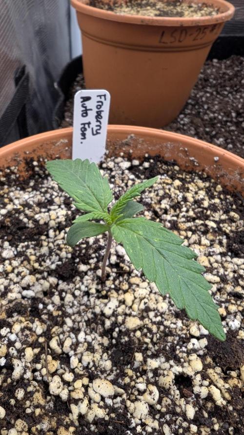 Variety grow: 6x 7gal. Week 0 - D4