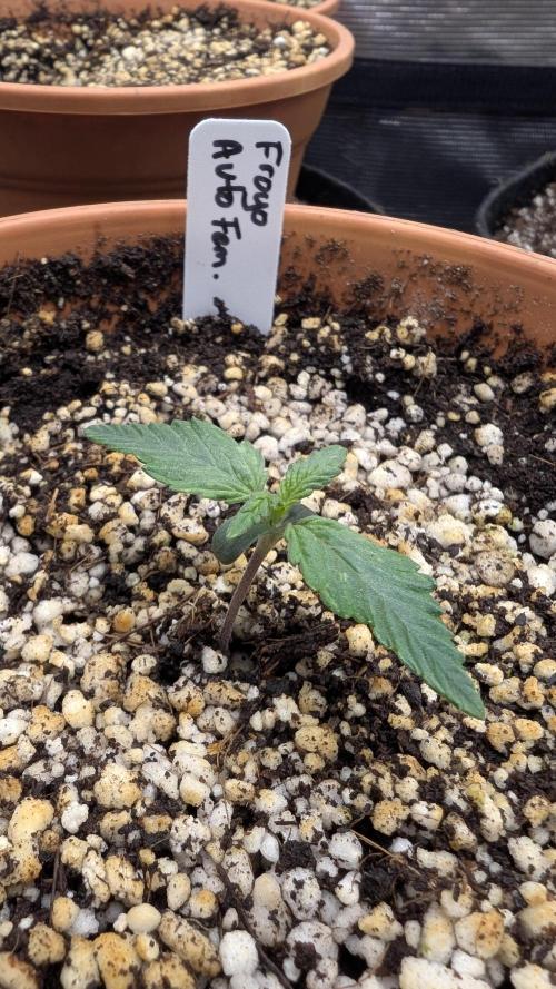 Variety grow: 6x 7gal. Week 0 - D4