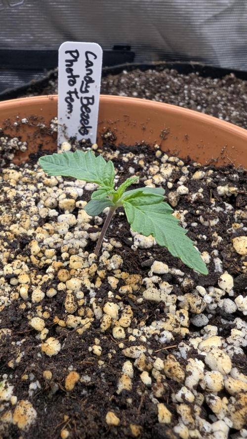 Variety grow: 6x 7gal. Week 0 - D4