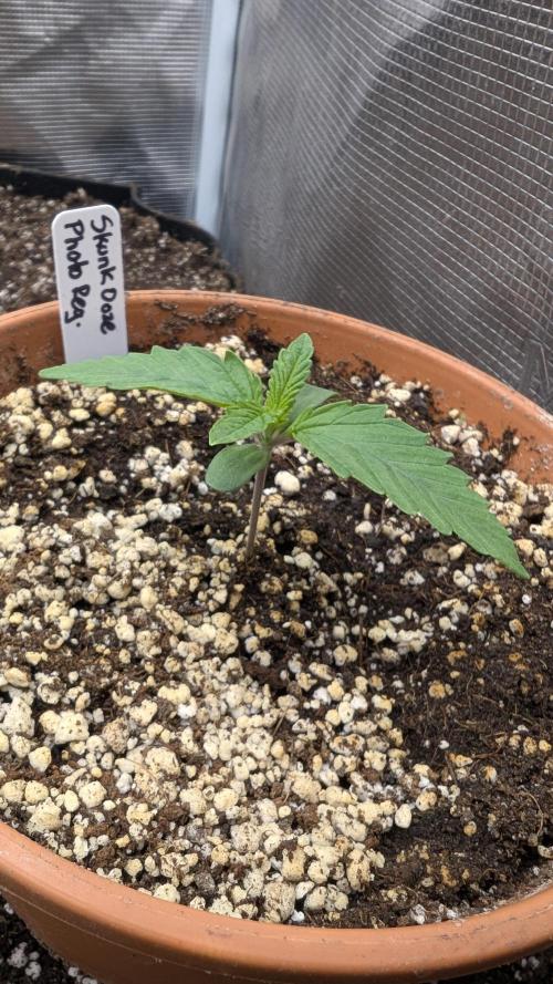 Variety grow: 6x 7gal. Week 0 - D4