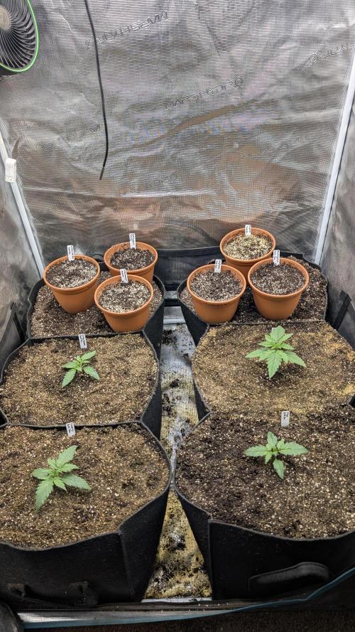 Variety grow: 6x 7gal. Week 1 - D7