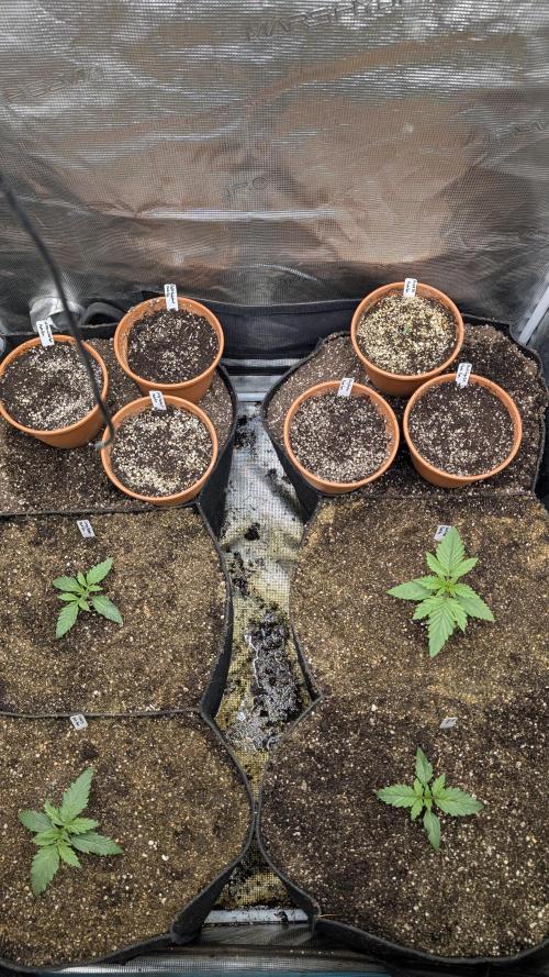 Variety grow: 6x 7gal. Week 1 - D7