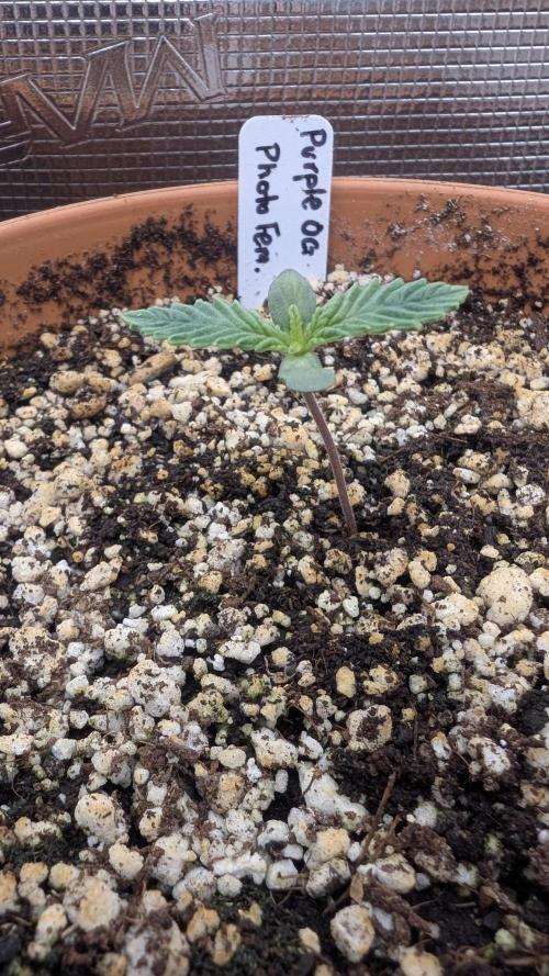 Variety grow: 6x 7gal. Week 1