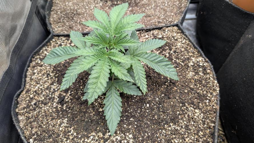Variety grow: 6x 7gal. Week 2 - Candy Bezels D14