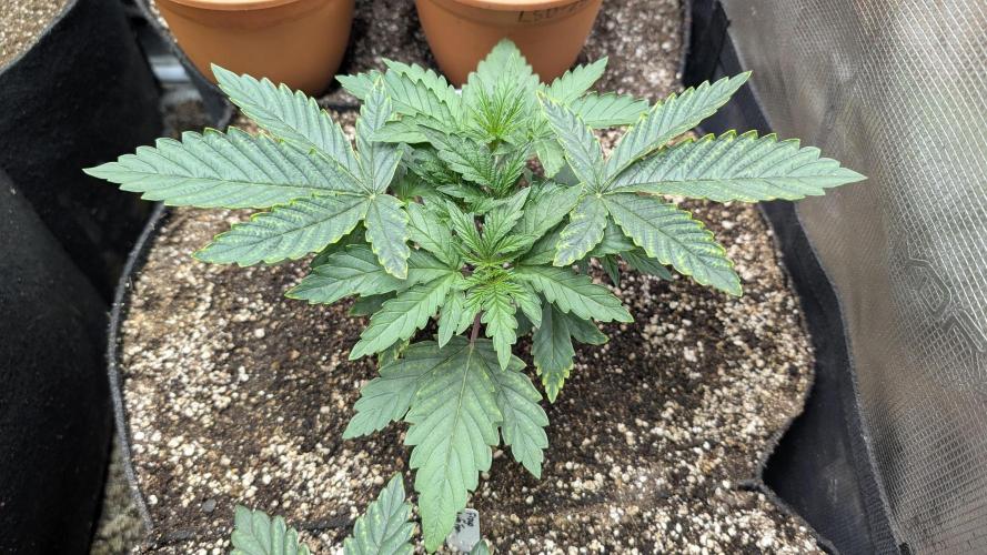 Variety grow: 6x 7gal. Week 2 - Skunk Ooze D14