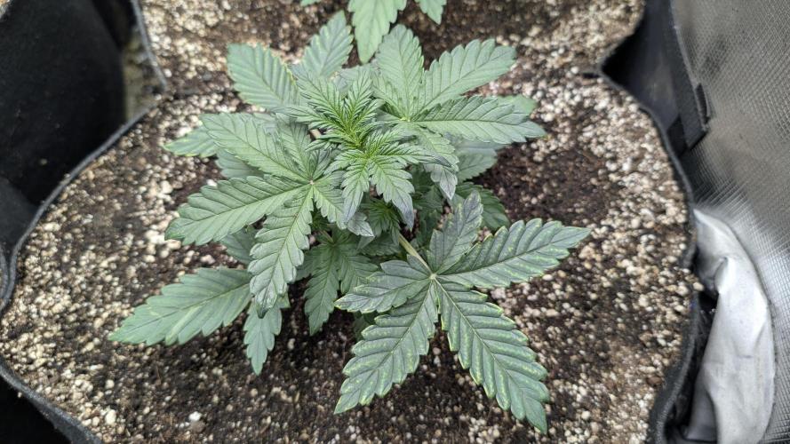 Variety grow: 6x 7gal. Week 2 - Auto Fro-yo D14